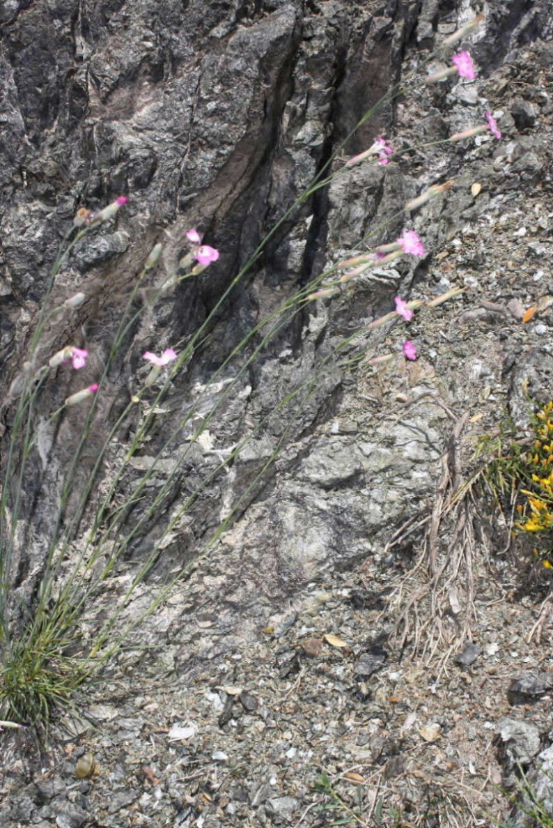 Dianthus sylvestris ?? da determinare